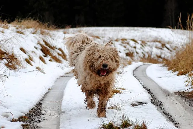 Komondor — raceportræt