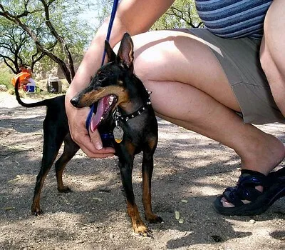 Minyatür Manchester Terrier — ırk portresi