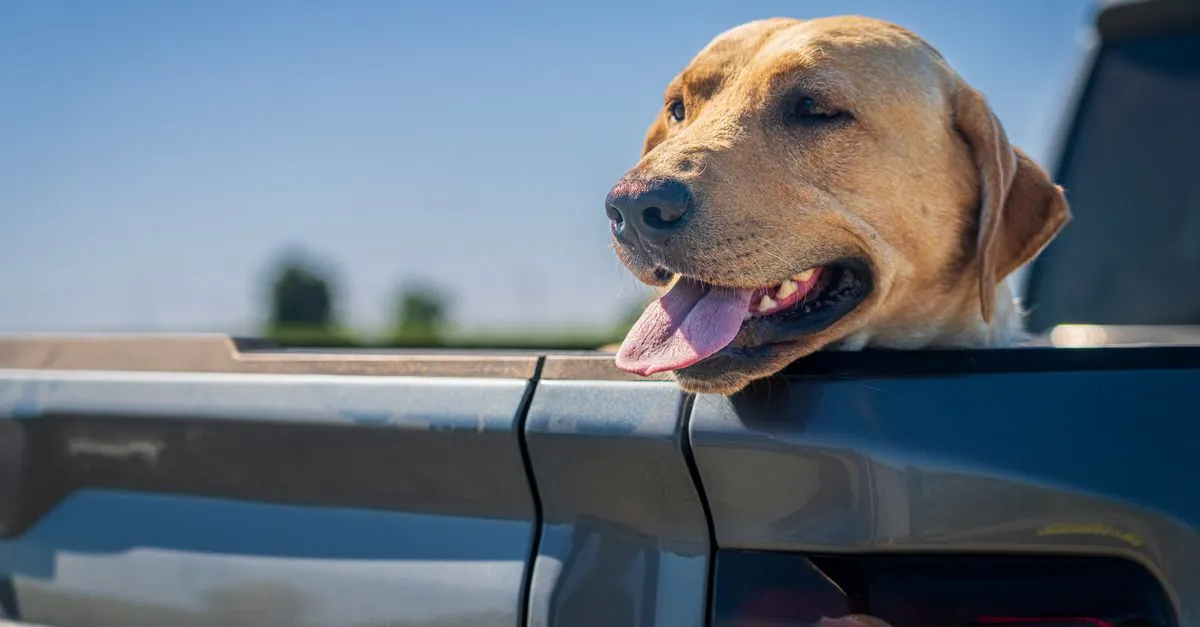 Düsseldorf havalimanı köpek kaçakçılığı: Gümrük operasyonu