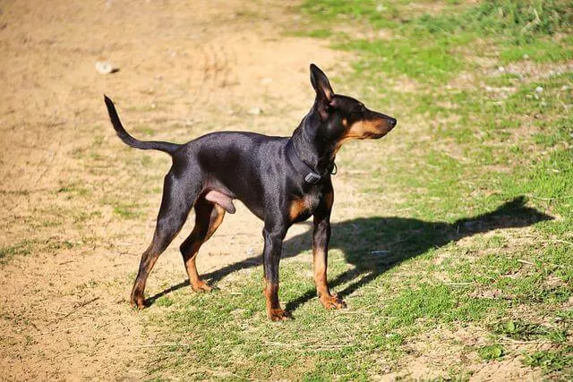 Manchester Terrier — raceportræt