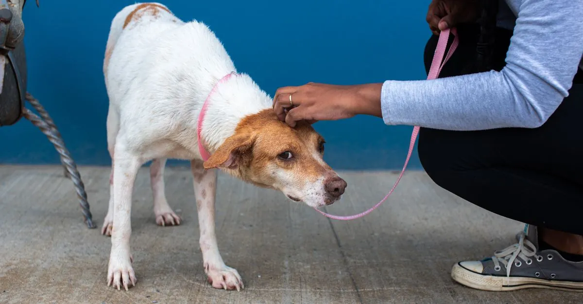 Nuova legge benessere animale per ogni cucciolo