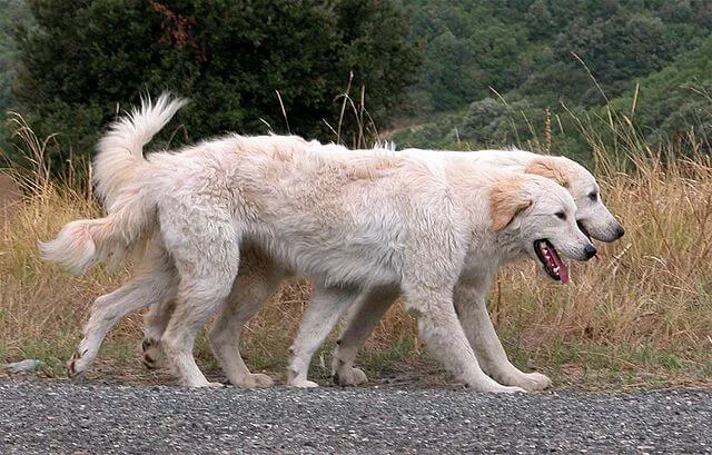 Maremma-Abruzzenherder — rasportret