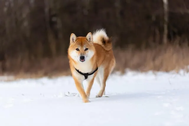 Shiba Inu — rasportret