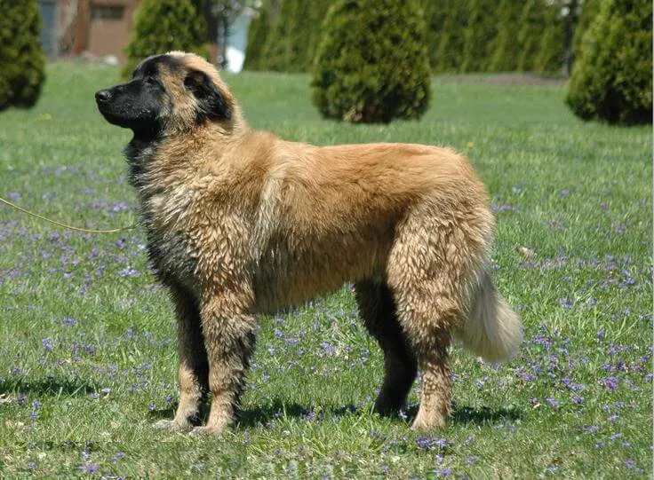 Chien de la Serra da Estrela — portrait de la race