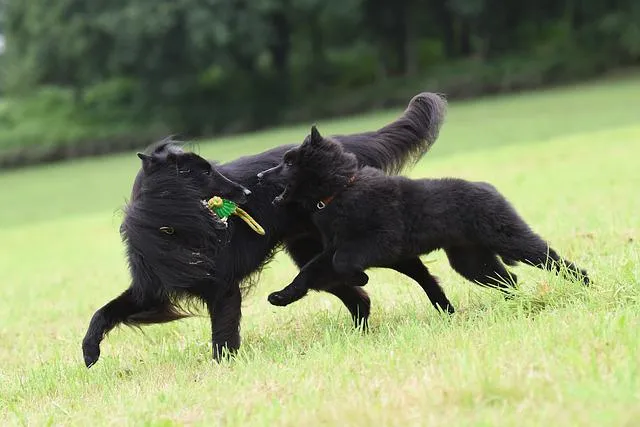 Berger belge — portrait de la race