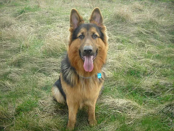 Gammel tysk schæferhund — raceportræt