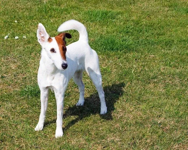 Düz Tüylü Fox Terrier — ırk portresi