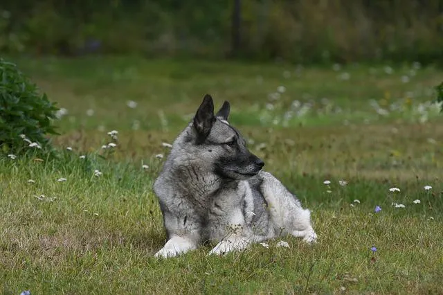 Norveç Elkhound (gri) — ırk portresi