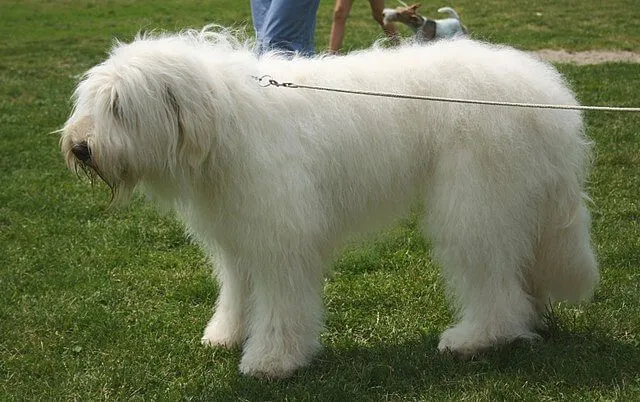 Güney Rus Çoban Köpeği — ırk portresi