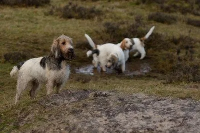 Petit Basset Griffon Vendéen — rasportret