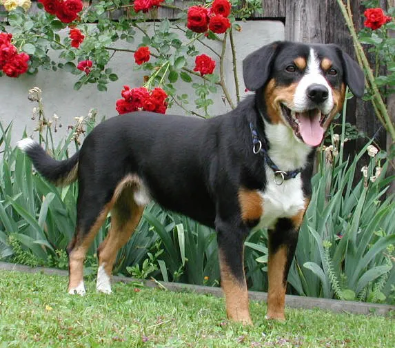 Entlebucher Sennenhond — rasportret