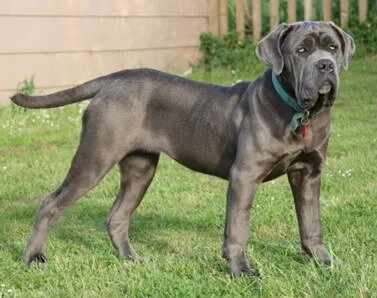 Mastino Napoletano — rasportret