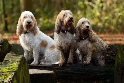 Grand Basset Griffon Vendéen — rasportret