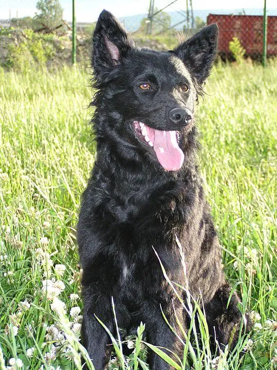 Kroatisk Hyrdehund — raceportræt