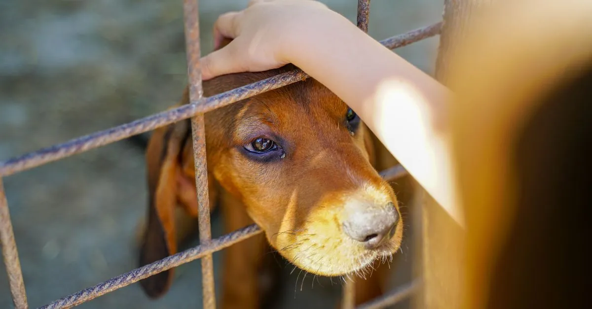 Crisi finanziaria canili: Tierschutzbund contro il Governo