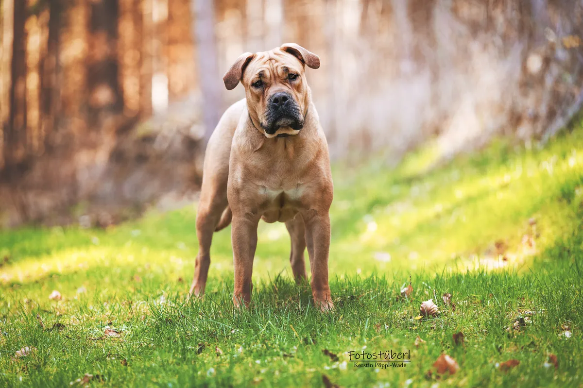 Dogue de Majorque — portrait de la race