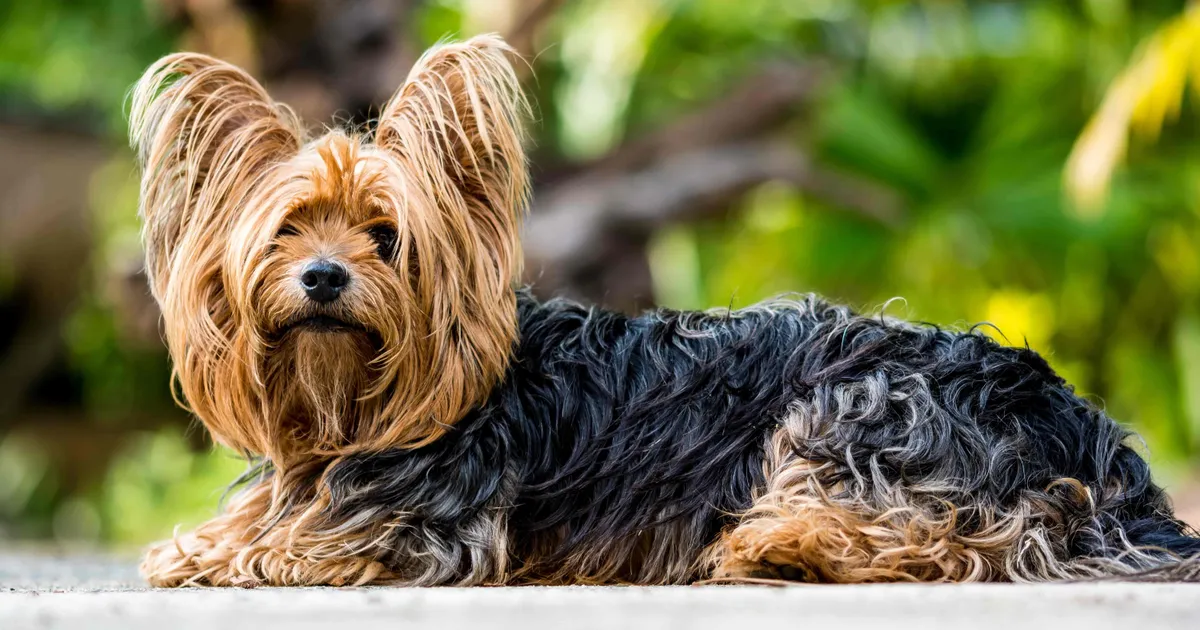 Yorkshire Terrier — portrait de la race