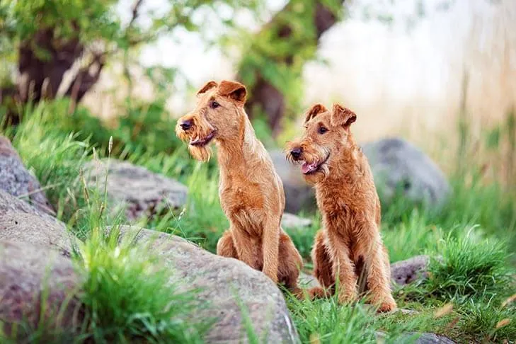 Irsk terrier — raceportræt