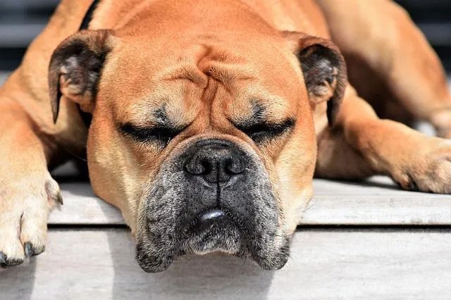 Continental Bulldog — rasportret