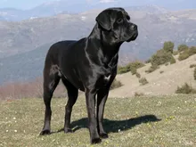 Cane Corso — ırk portresi