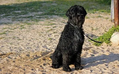 Portugese Waterhond — rasportret