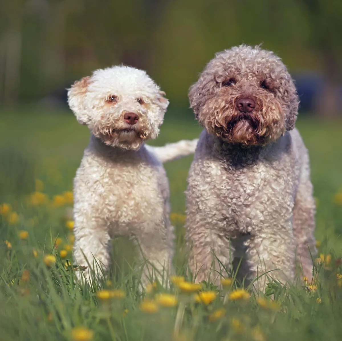 Lagotto Romagnolo — ırk portresi