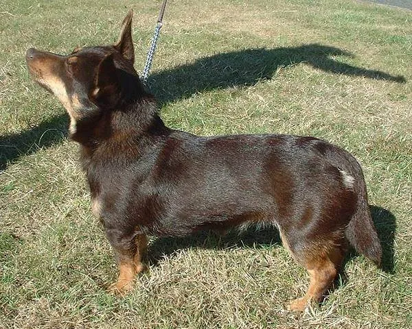 Lancashire Heeler — ırk portresi