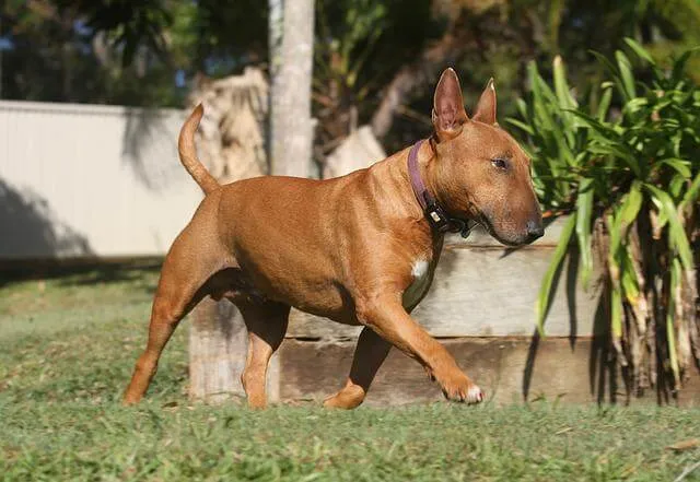 Bull Terrier miniature — portrait de la race