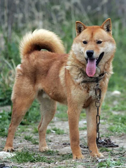Jindo — raceportræt
