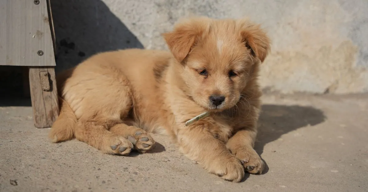 VDH幼犬统计数据:2026年德国人真正偏爱的犬种