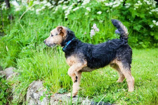 Lakeland Terrier — raceportræt