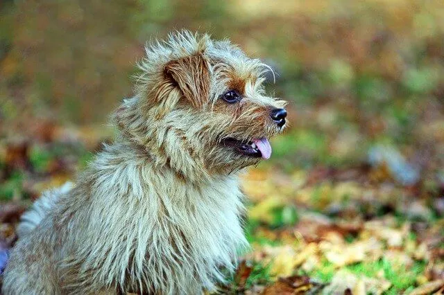 Norfolk Terrier — portrait de la race