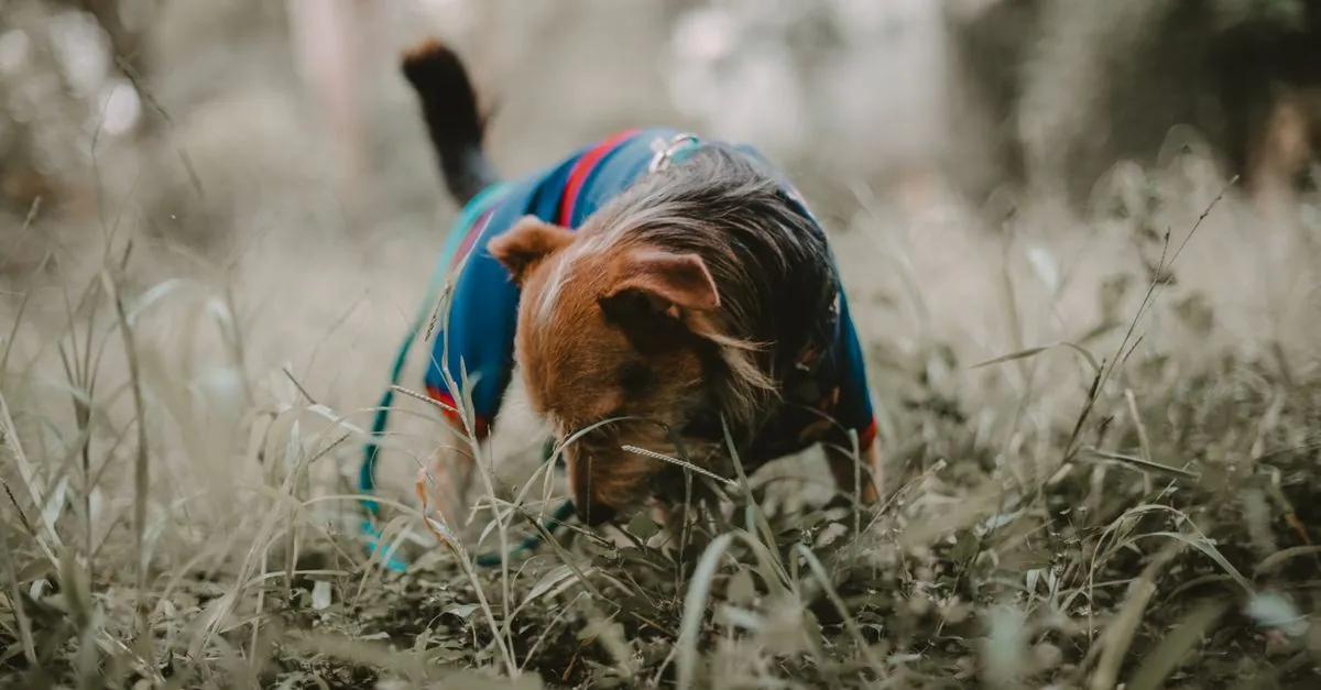 Bernedoodle povaha, chov a fakta o plemeni