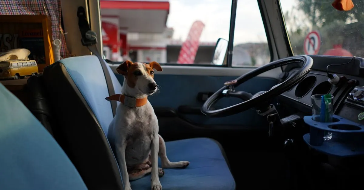 Yurtdışına Köpek Çıkarma Şartları ve AB Kuralları