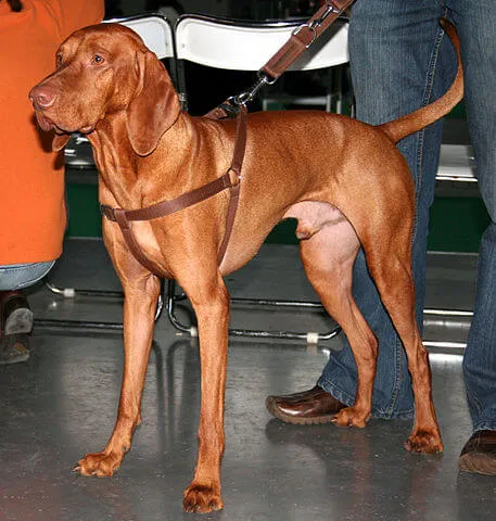 Hongaarse Vizsla — rasportret