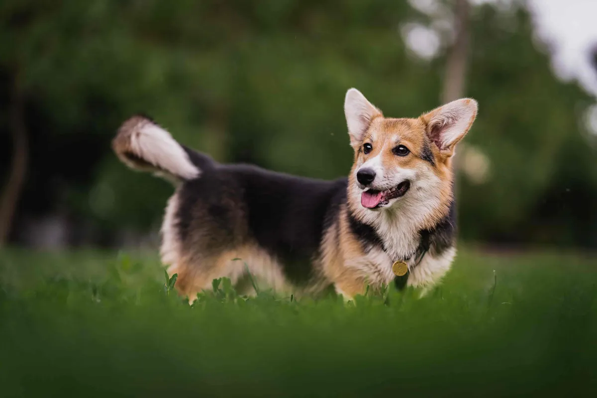 Welsh Corgi Pembroke — raceportræt