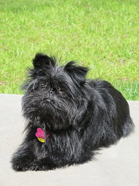 Affenpinscher — raceportræt