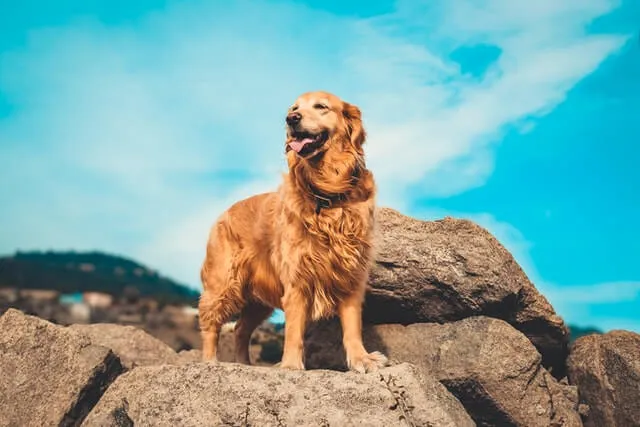 Golden Retriever — portrait de la race
