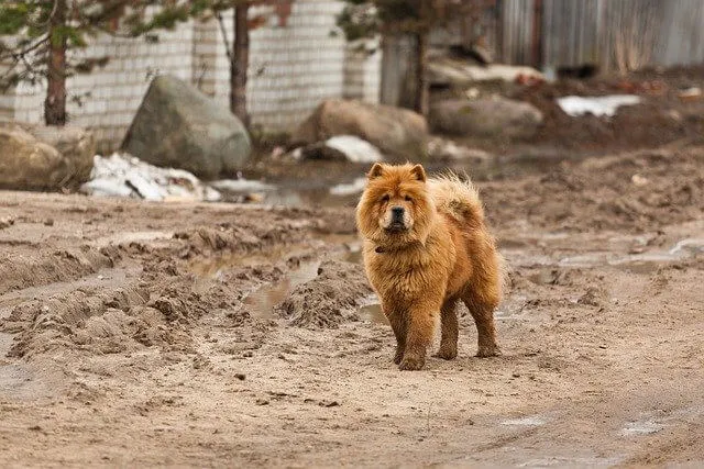 Chow Chow — raceportræt