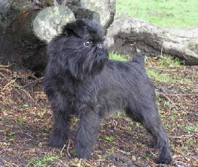 Belgisk Griffon — raceportræt