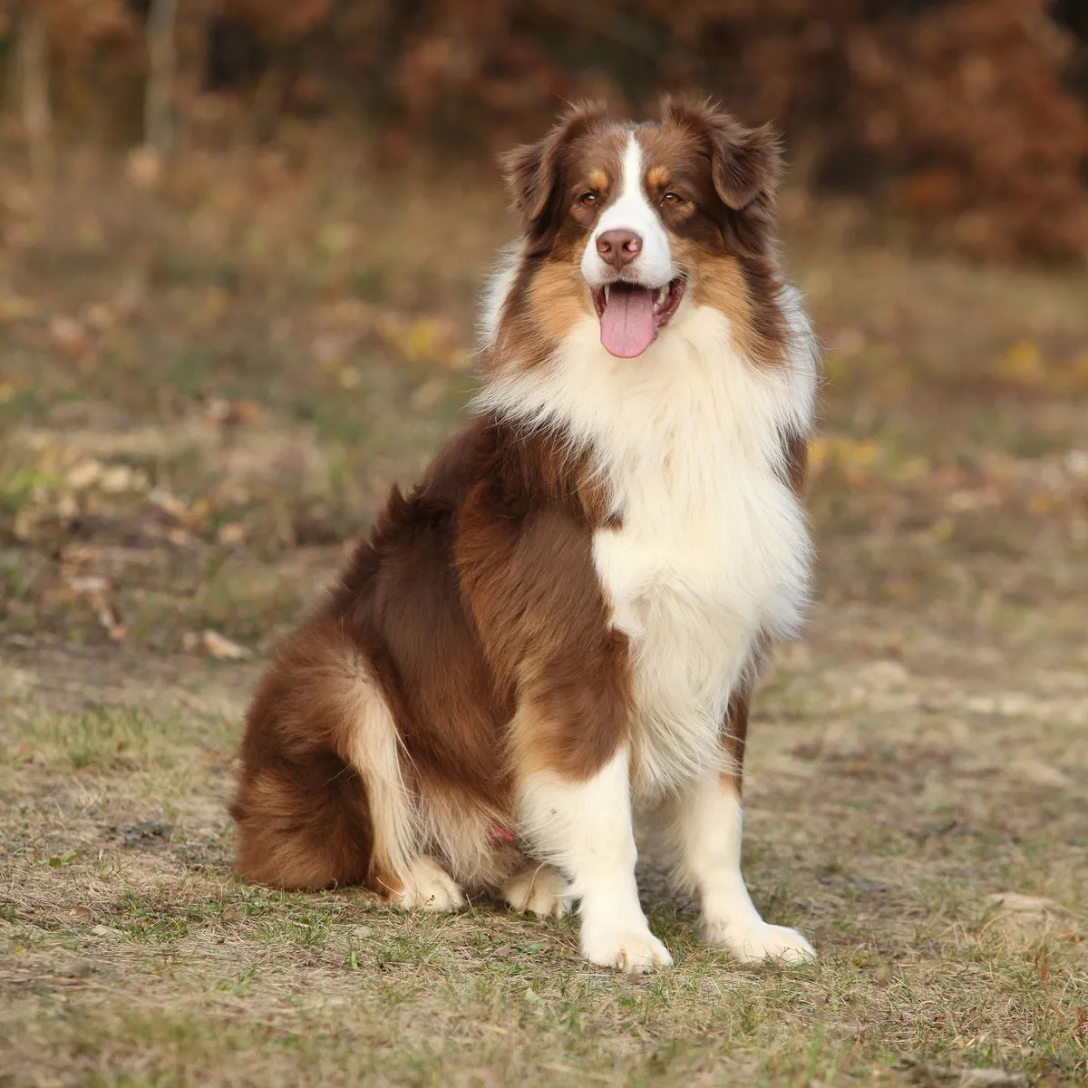 Australian Shepherd — raceportræt