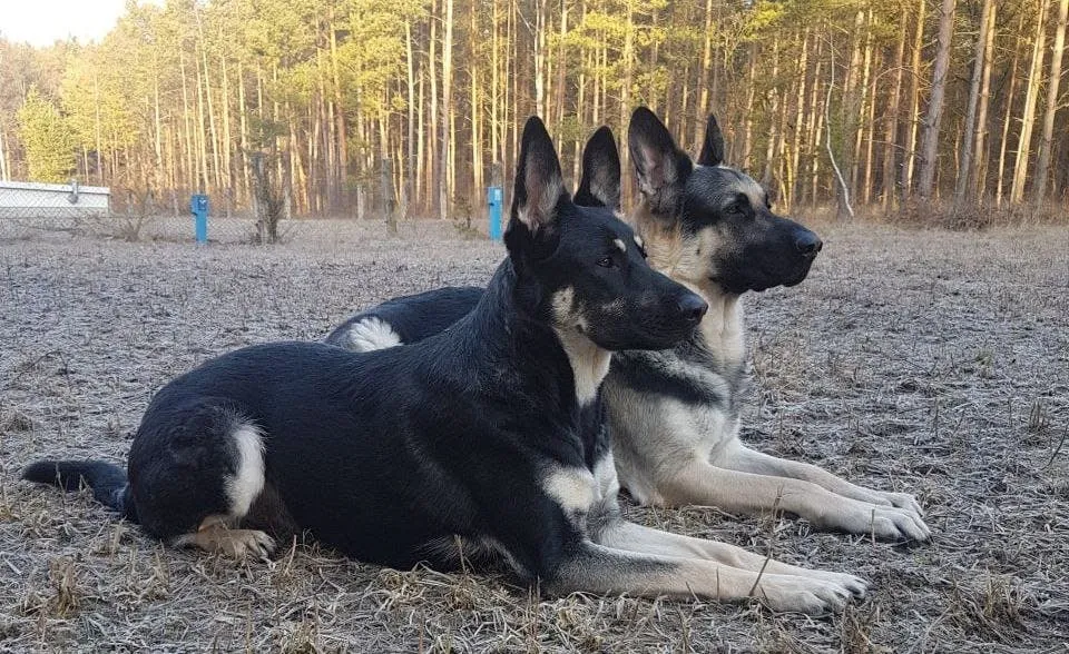 Doğu Avrupa Çoban Köpeği — ırk portresi