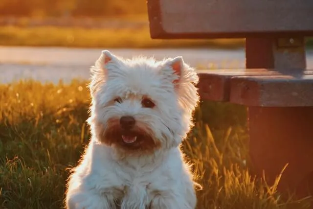 Cairn Terrier — raceportræt