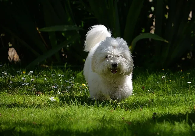 Coton de Tuléar — portrait de la race