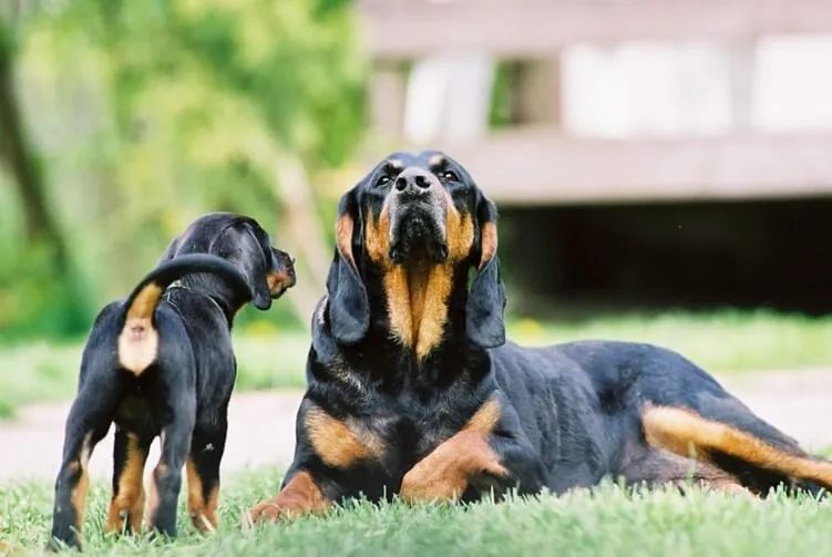 Coonhound noir et feu — portrait de la race