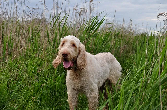 Spinone italien — portrait de la race