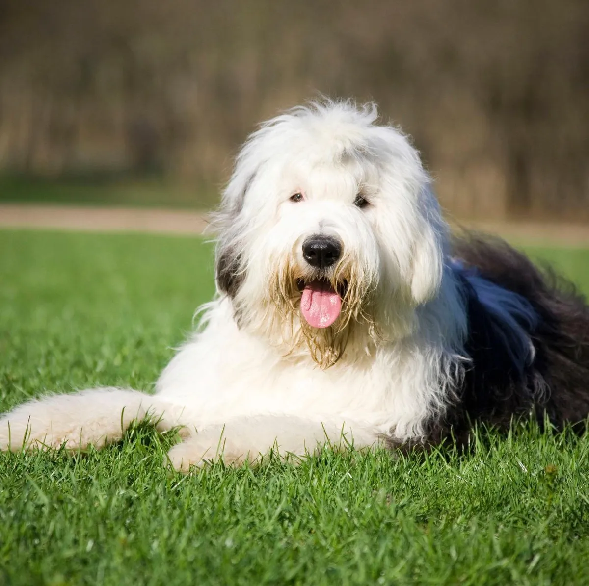 Old English Sheepdog — raceportræt