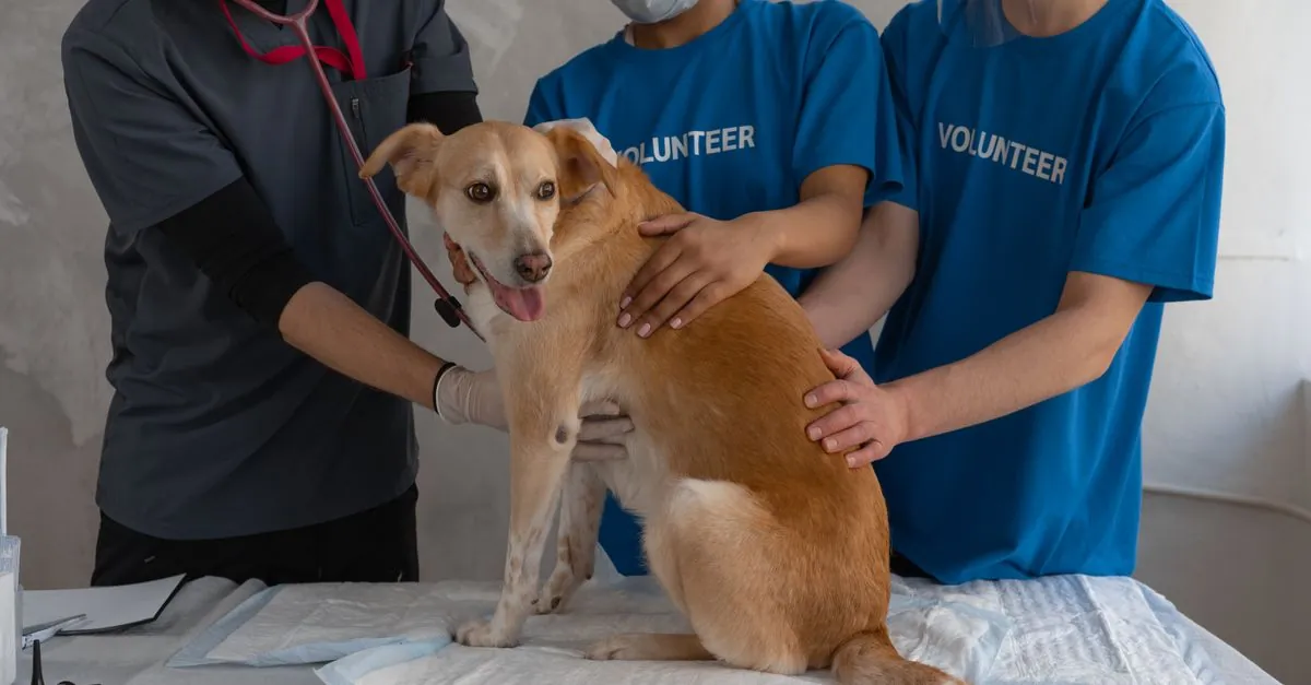Vyhodnocení GOT: Jak ovlivňují ceny u veterináře majitele psů