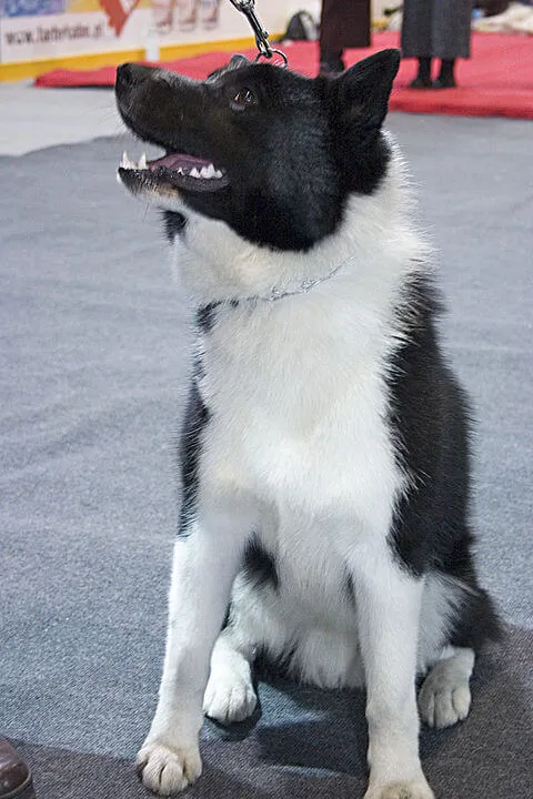 Laika (Rus-Avrupalı) — ırk portresi
