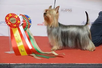 Australsk silky terrier — raceportræt